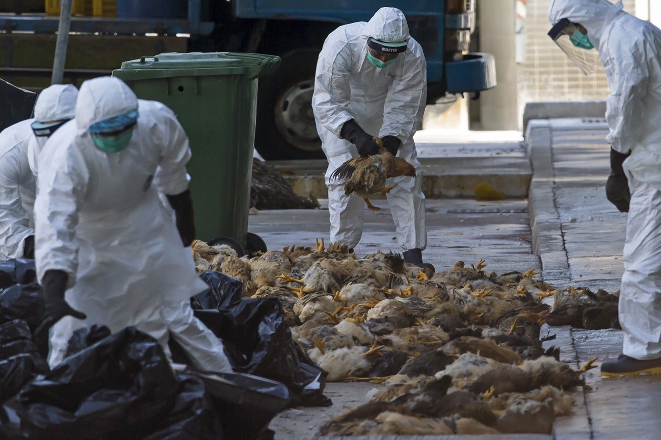 Англид “H5N1” вирусийн дэгдэлт гарч, нэг сая гаруй шувууг устгав