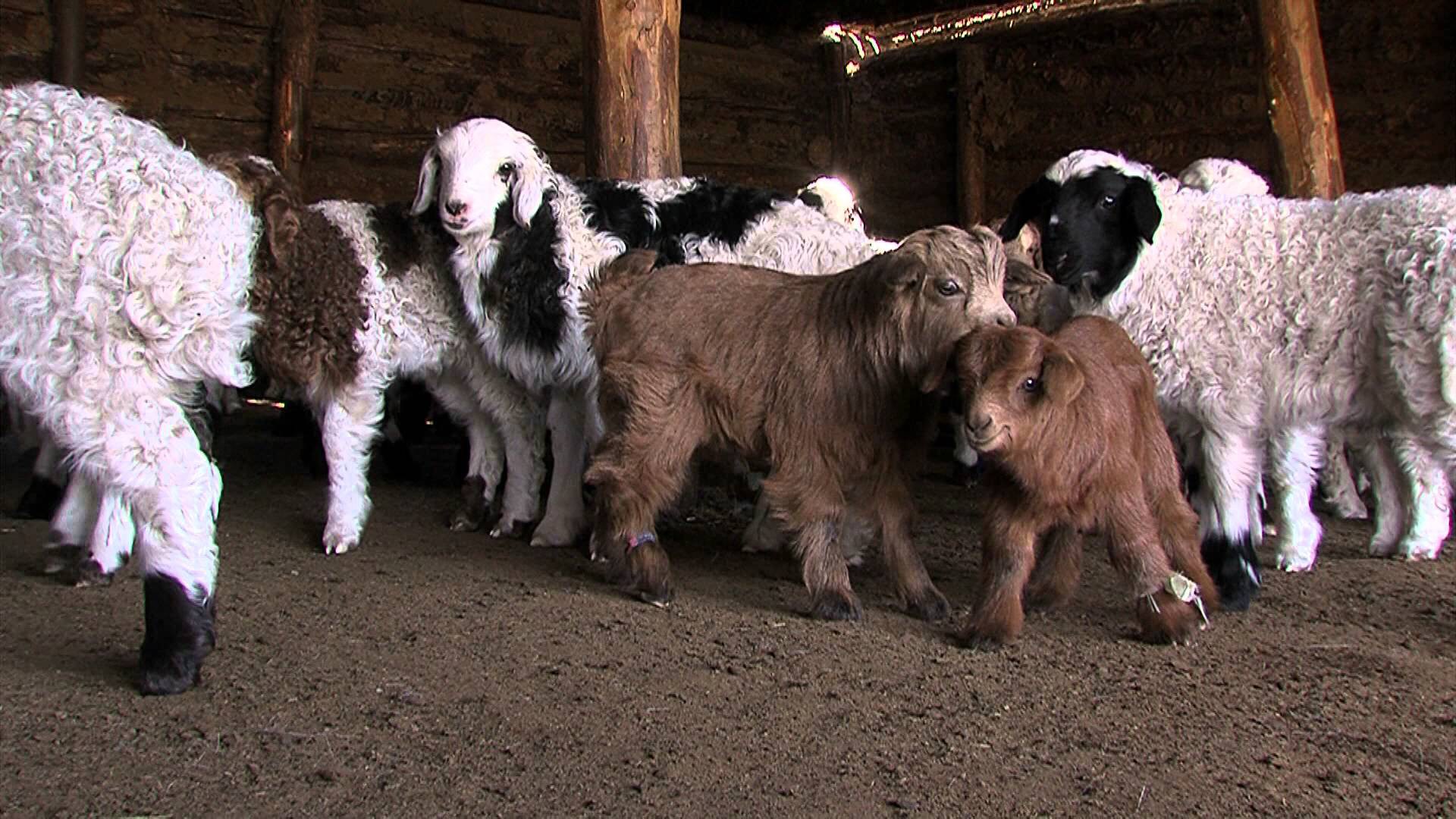 15 аймгийн 99 сум, дүүргийн зургаан сая толгой малыг дархлаажуулна